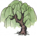 柳树3.png