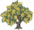 金合欢.png