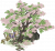 苦楝花树.png