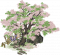 苦楝花树.png