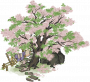 苦楝花树.png