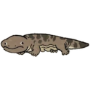 大鲵.png