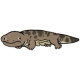 大鲵.png