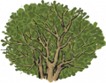 海桐1.png