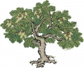 梧桐1.png