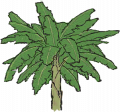 芭蕉树.png