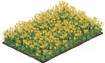 油菜花田一级.png
