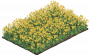 油菜花田一级.png