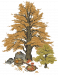 金钱松.png