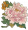 洛阳牡丹.png