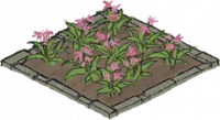 白芨花田.png