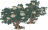 如玉山茶花.png