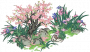 浅水鸢尾.png