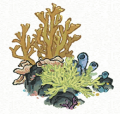 珊瑚丛 紫1.png