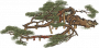 寒山奇松.png