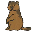 旱獭.png