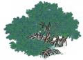 红树7.png