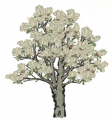 白玉兰2.png