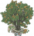 亭亭枇杷.png