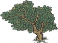 樟树1.png