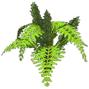 蕨类植物.png