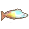彩虹鱼.png