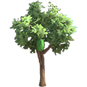 荒野青柠树.png