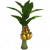 香蕉树.png
