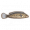 鳕鲈.png