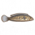 鳕鲈.png