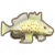 斑点手鱼.png