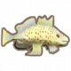 斑点手鱼.png