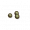 蕨类植物种子.png