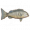 澳洲黑鱼.png