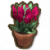 沙漠豌豆盆栽.png