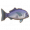 特拉瓦拉.png