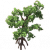 红木树.png