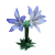 皇家蓝铃花.png