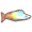 彩虹魚.png