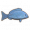 蓝鯥.png