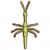 巨人竹节虫.png