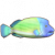 隆头鱼.png