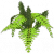 蕨类植物.png