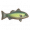 河鲈.png