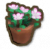 沙漠玫瑰盆栽.png