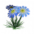 蓝雏菊.png