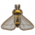 胡蜂.png