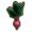 甜菜根.png