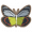 银白班粉蝶.png