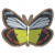 银白班粉蝶.png